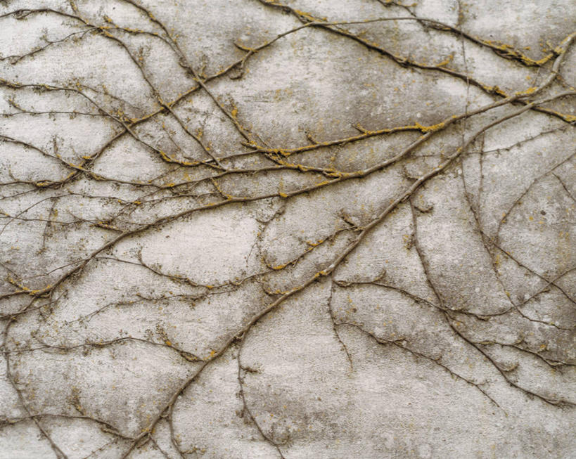 无人,横图,室外,特写,白天,正面,植物,阴影,反射,影子,墙,常春藤,爬山虎,草药,枝条,中药,墙壁,墙面,树,树木,树枝,药材,中草药,爬墙虎,中药材,本草,地锦,趴山虎,巴山虎,虬枝,枝杈,彩图,常青藤