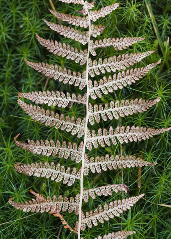 无人,竖图,俯视,室外,特写,白天,草地,草坪,美景,植物,叶子,阴影,反射,影子,景观,枯叶,落叶,草,绿色,自然,景色,生长,成长,蕨类,蕨类植物,自然风光,鳞毛蕨,叶,叶片,彩图,高角度拍摄