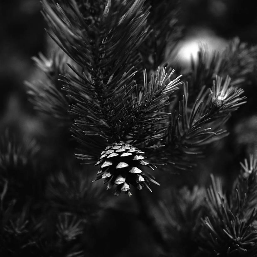 无人,横图,黑白,室内,特写,白天,正面,植物,叶子,阴影,朦胧,模糊,反射,影子,坚果,果实,绿叶,松果,树,树木,绿色,自然,干果,嫩叶,生长,成长,松塔,云杉,粗皮云杉,粗枝云杉,大果云杉,叶,叶片,针叶树