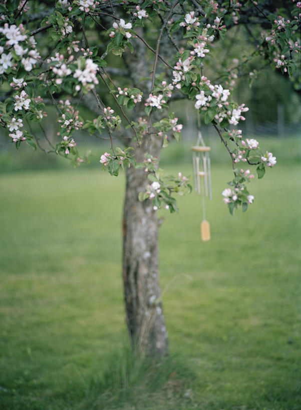 无人,竖图,室外,白天,正面,草地,草坪,美景,植物,美白,盛开,景观,花蕾,草,花,花瓣,花朵,鲜花,树,树木,绿色,自然,花苞,花蕊,景色,清热,生长,成长,清香,自然风光,苹果花,陷阱,解毒,明目,彩图