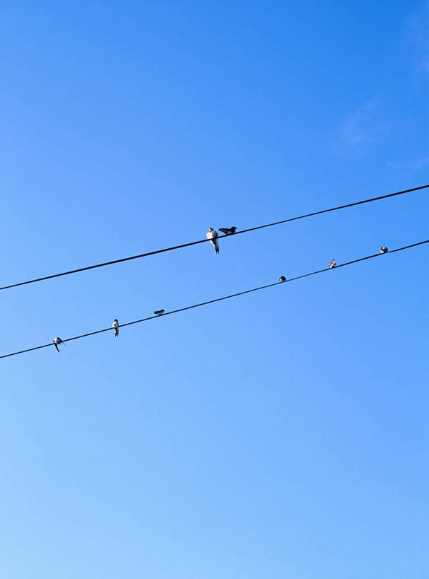 无人,竖图,室外,白天,仰视,美景,鸟,燕子,阴影,电力,光线,鸟类,电线,电线杆,线,影子,景观,电能,线路,停留,蓝色,蓝天,天空,阳光,自然,天,景色,可爱,活泼,晴朗,电,电源,停止,自然风光,能量,万里无云,家燕,拙燕,逗留,停顿,晴空,晴空万里,彩图,低角度拍摄,全身,益鸟