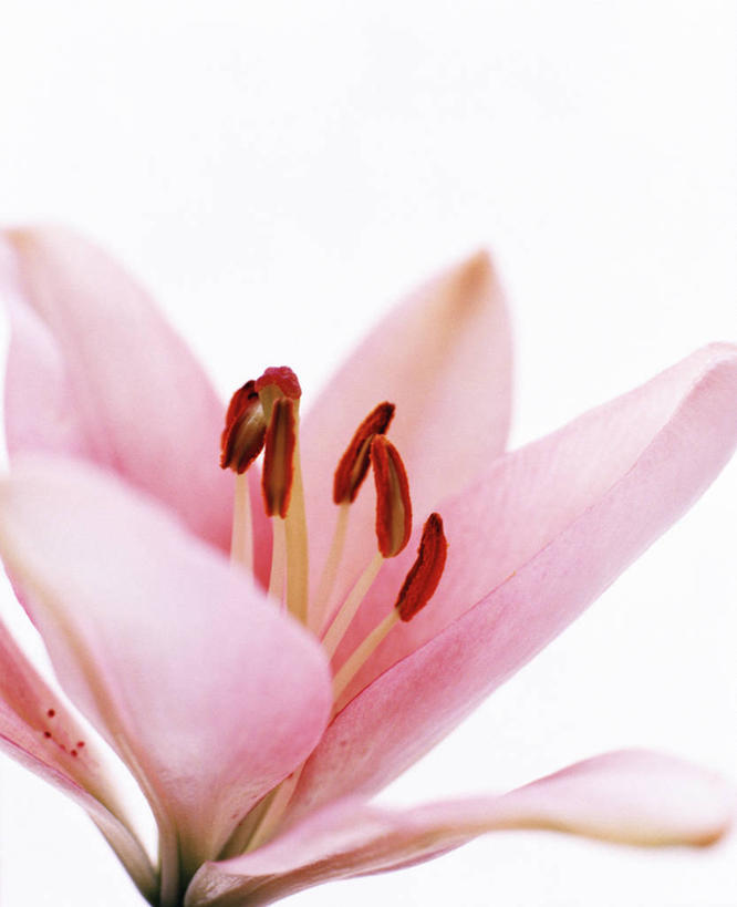 无人,竖图,室内,特写,白天,白色背景,正面,睡莲,阴影,朦胧,模糊,盛开,反射,影子,花蕾,花,花瓣,花朵,鲜花,一朵,粉色,花苞,花蕊,摄影,影棚,纯真,妖艳,水芹花,抒情,洁净,水洋花,小莲花,子午莲,彩图,影棚拍摄,拍摄