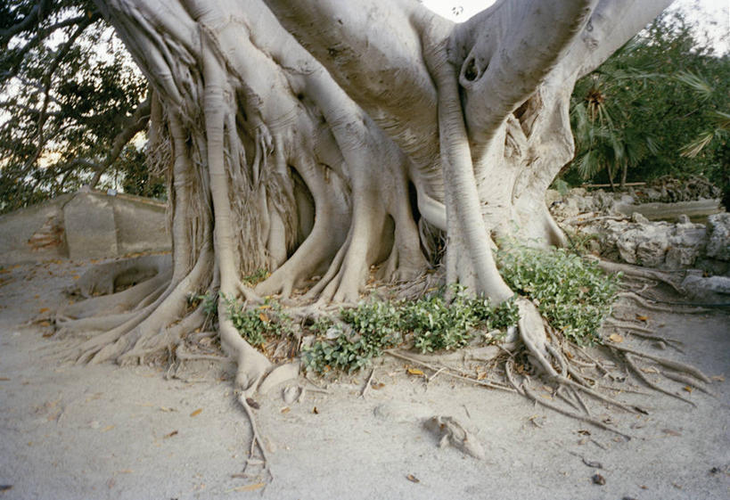 无人,横图,室外,白天,正面,旅游,度假,草地,草坪,美景,植物,意大利,欧洲,纹路,纹理,景观,娱乐,草,树,树木,绿色,自然,享受,休闲,景色,放松,生长,成长,西西里,南欧,自然风光,意大利共和国,肌理,西西里岛,彩图