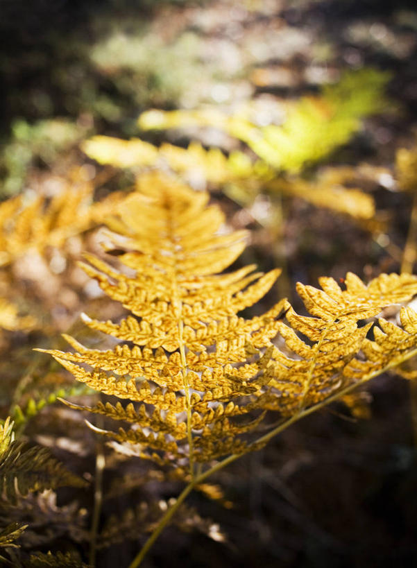无人,竖图,俯视,室外,特写,白天,秋季,植物,叶子,阴影,朦胧,模糊,光线,影子,枯叶,落叶,绿色,阳光,自然,生长,成长,蕨类,蕨类植物,鳞毛蕨,叶,叶片,秋,秋天,彩图,高角度拍摄