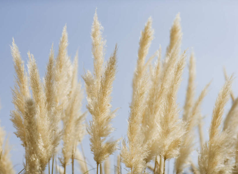 无人,横图,室外,白天,仰视,旅游,度假,美景,瑞典,欧洲,许多,阴影,光线,影子,景观,娱乐,狗尾巴草,蓝色,蓝天,天空,阳光,自然,天,享受,休闲,狗尾草,景色,放松,晴朗,斯堪的纳维亚,自然风光,北欧,斯堪的纳维亚半岛,万里无云,绿狗尾草,谷莠子,瑞典王国,晴空,晴空万里,彩图,低角度拍摄