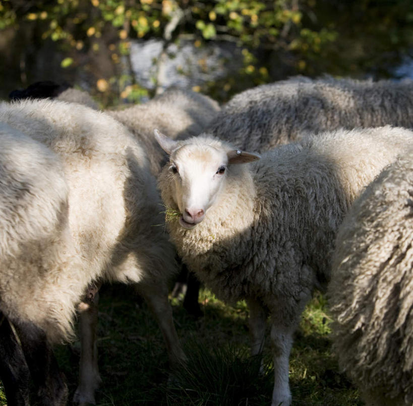 无人,站,横图,室外,白天,正面,旅游,度假,草地,草坪,美景,植物,羊,瑞典,欧洲,阴影,光线,影子,景观,扭头,注视,娱乐,草,树,树木,绿色,阳光,自然,动物,观察,看,站着,转头,享受,休闲,家畜,景色,放松,牲畜,三头,生长,成长,观看,察看,斯堪的纳维亚,关注,自然风光,北欧,斯堪的纳维亚半岛,瑞典王国,绵羊,站立,半身,彩图