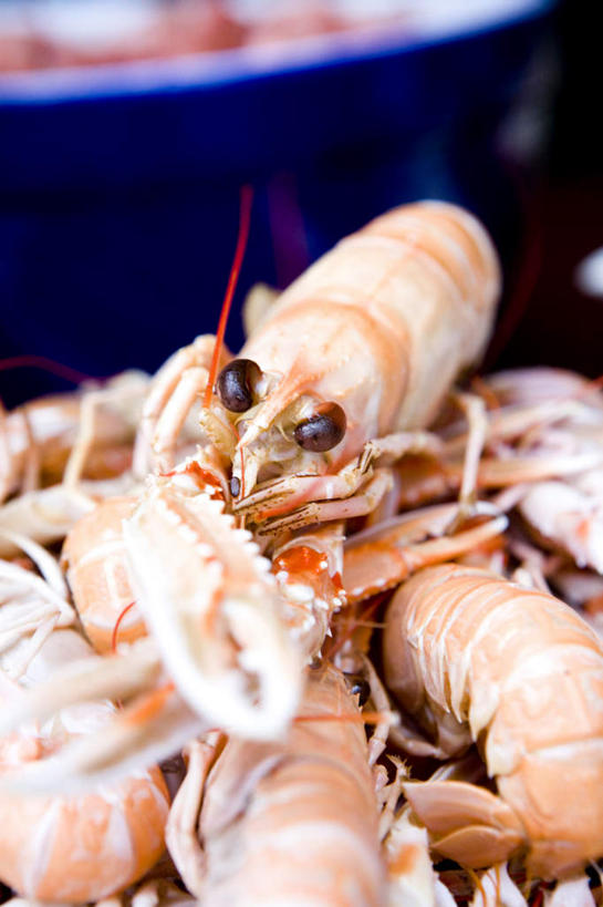 海鲜,无人,竖图,俯视,室内,特写,白天,静物,瑞典,欧洲,一堆,许多,堆叠,堆积,虾,水产,海洋生物,堆,斯堪的纳维亚,北欧,水生动物,斯堪的纳维亚半岛,海产品,水生物,海底动物,瑞典王国,彩图,高角度拍摄