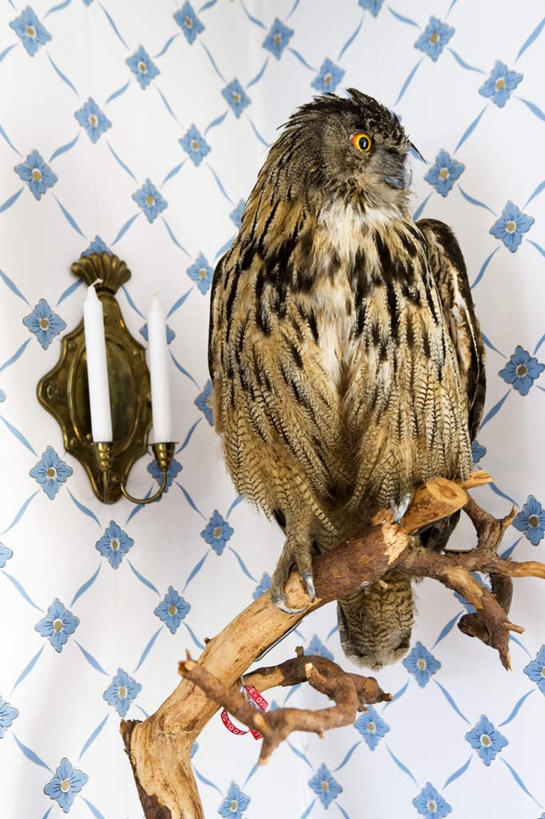 无人,站,竖图,室内,白天,正面,壁纸,猫头鹰,鸟,野生动物,静物,蜡烛,装饰,鸟类,标本,火焰,烛光,墙,燃烧,墙壁,墙面,树枝,动物,点燃,站着,华丽,修饰,点缀,凶猛,衬托,美观,雅致,雅观,残暴,凶残,墙纸,鸮,枭,站立,彩图