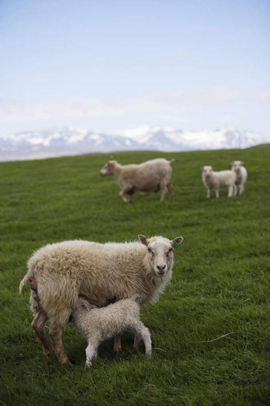 无人,站,竖图,室外,白天,正面,旅游,度假,草地,草坪,美景,植物,羊,欧洲,冰岛,景观,云,云朵,云彩,娱乐,草,四匹,蓝色,绿色,白云,蓝天,天空,自然,动物,天,站着,享受,休闲,家畜,景色,放松,四头,牲畜,晴朗,自然风光,北欧,冰岛共和国,晴空,绵羊,站立,彩图,全身