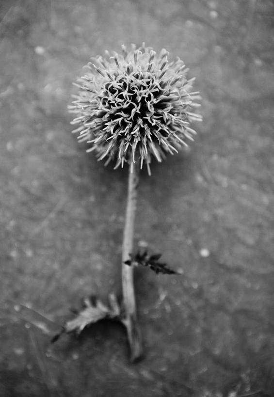 无人,竖图,俯视,黑白,室外,特写,白天,石头,植物,静物,石子,草药,药草,地面,中药,一个,蓟,单个,荆棘,药材,中草药,中药材,本草,大蓟,刺蓟,山萝卜,波折,石块,岩石,高角度拍摄