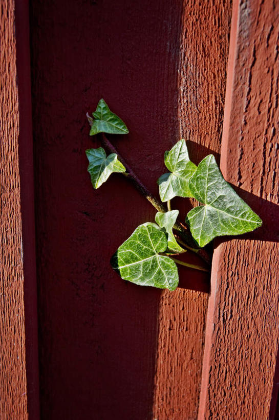 无人,竖图,室外,特写,白天,正面,叶子,阴影,光线,木制,影子,墙,长春藤,常春藤,绿叶,墙壁,墙面,阳光,木制品,嫩叶,永恒,不朽,忠实,洋常春藤,叶,叶片,彩图,常青藤