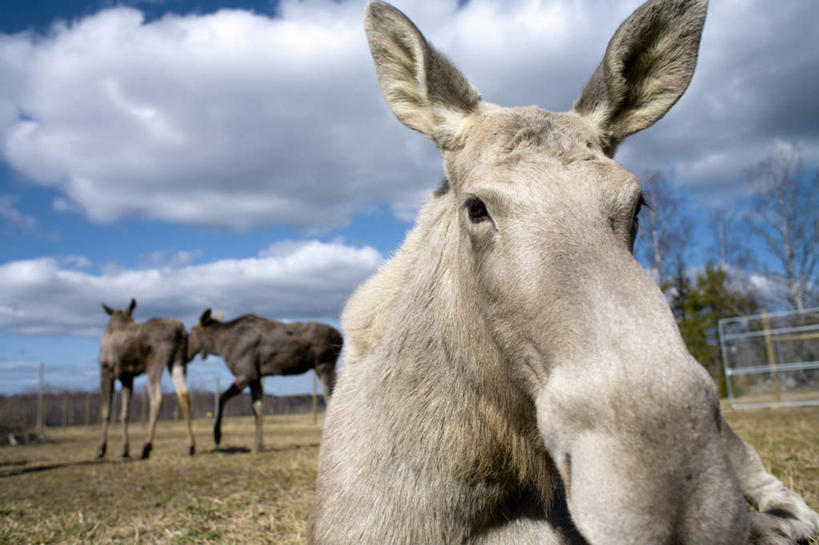 无人,栏杆,横图,室外,白天,正面,草地,草坪,植物,哺乳动物,鹿,野生动物,瑞典,欧洲,三只,阴影,光线,影子,栅栏,篱笆,云,云朵,围栏,云彩,注视,护栏,草,树,树木,蓝色,绿色,白云,蓝天,天空,阳光,自然,动物,天,观察,看,可爱,活泼,生长,晴朗,成长,观看,察看,斯堪的纳维亚,关注,北欧,斯堪的纳维亚半岛,瑞典王国,晴空,麋鹿,彩图