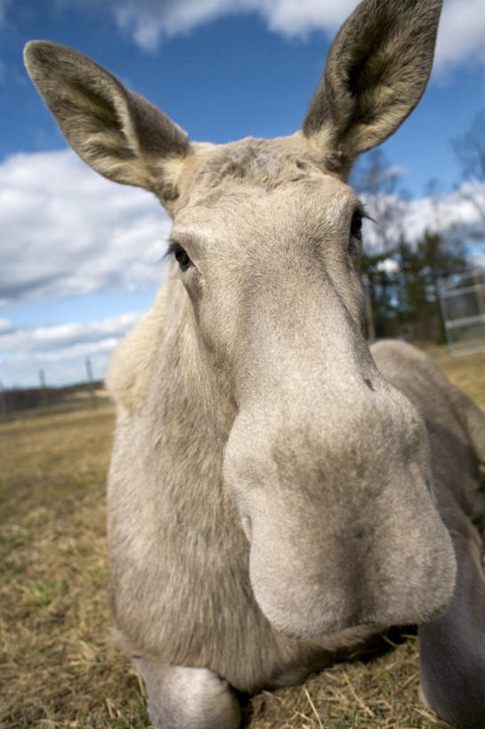 无人,栏杆,竖图,室外,特写,白天,正面,草地,草坪,植物,哺乳动物,鹿,野生动物,瑞典,欧洲,阴影,光线,影子,栅栏,篱笆,云,云朵,围栏,云彩,注视,护栏,草,树,树木,一只,蓝色,绿色,白云,蓝天,天空,阳光,自然,动物,天,观察,看,趴着,可爱,活泼,生长,晴朗,成长,观看,察看,斯堪的纳维亚,关注,北欧,斯堪的纳维亚半岛,瑞典王国,晴空,麋鹿,趴,半身,彩图