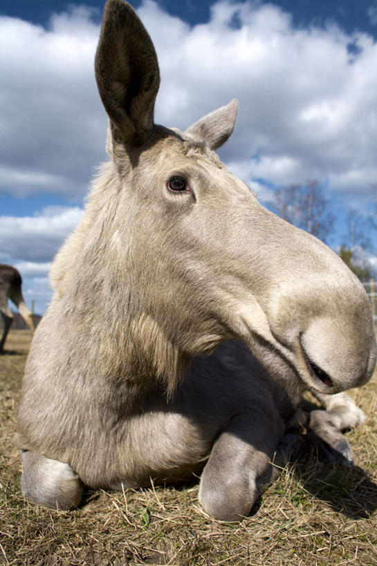 无人,栏杆,竖图,室外,特写,白天,正面,草地,草坪,植物,哺乳动物,鹿,野生动物,瑞典,欧洲,阴影,光线,影子,栅栏,篱笆,云,云朵,围栏,云彩,注视,护栏,草,树,树木,一只,蓝色,绿色,白云,蓝天,天空,阳光,自然,动物,天,观察,看,趴着,可爱,活泼,生长,晴朗,成长,观看,察看,斯堪的纳维亚,关注,北欧,斯堪的纳维亚半岛,瑞典王国,晴空,麋鹿,趴,半身,彩图