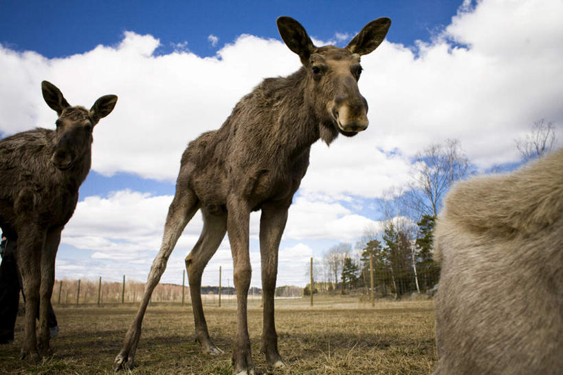 无人,栏杆,站,横图,室外,白天,仰视,草地,草坪,植物,哺乳动物,鹿,野生动物,瑞典,欧洲,三只,阴影,光线,影子,栅栏,篱笆,云,云朵,围栏,云彩,注视,护栏,草,树,树木,蓝色,绿色,白云,蓝天,天空,阳光,自然,动物,天,观察,看,站着,可爱,活泼,生长,晴朗,成长,观看,察看,斯堪的纳维亚,关注,北欧,斯堪的纳维亚半岛,瑞典王国,晴空,麋鹿,站立,彩图,低角度拍摄,全身