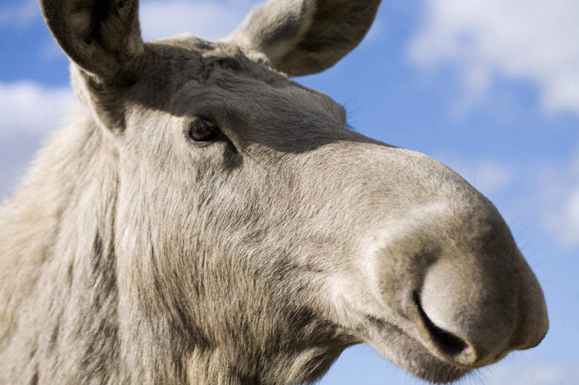 无人,横图,室外,白天,仰视,哺乳动物,鹿,野生动物,瑞典,欧洲,阴影,光线,影子,云,云朵,云彩,注视,一只,蓝色,白云,蓝天,天空,阳光,动物,天,观察,看,可爱,活泼,晴朗,观看,察看,斯堪的纳维亚,关注,北欧,斯堪的纳维亚半岛,瑞典王国,晴空,麋鹿,半身,彩图,低角度拍摄