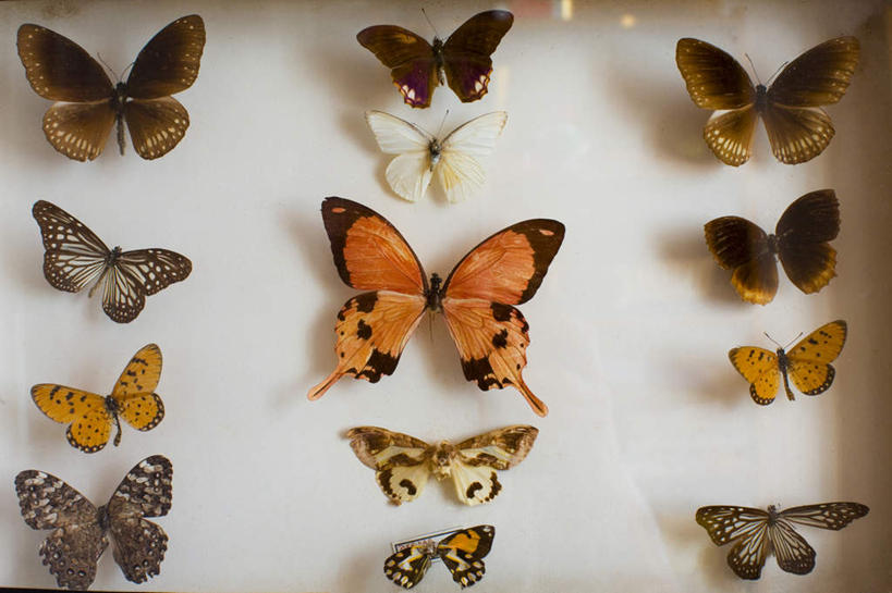 无人,横图,室内,白天,白色背景,正面,蝴蝶,静物,一堆,堆叠,堆积,装饰,昆虫,标本,动物,摄影,影棚,堆,华丽,修饰,点缀,益虫,衬托,美观,雅致,雅观,彩图,影棚拍摄,拍摄