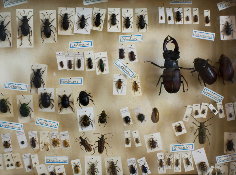 无人,横图,室内,白天,正面,一堆,堆叠,堆积,装饰,细菌,昆虫,标本,墙,墙壁,墙面,动物,堆,华丽,修饰,点缀,甲虫,病菌,害虫,衬托,美观,雅致,雅观,传染,彩图