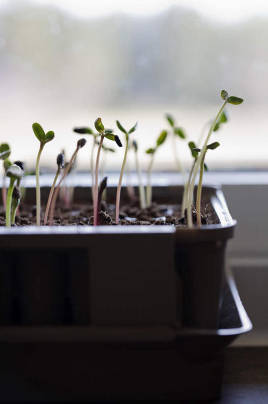 无人,竖图,室内,特写,白天,正面,植物,窗户,静物,盆栽,盆景,玻璃窗,窗台,绿色,自然,生长,成长,彩图