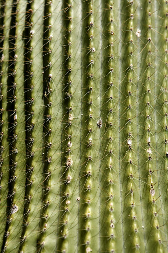 无人,竖图,室外,白天,正面,植物,仙人掌,火焰,草药,中药,一盆,药材,中草药,中药材,本草,牛舌头,玉芙蓉,仙巴掌,火掌,霸王树,彩图