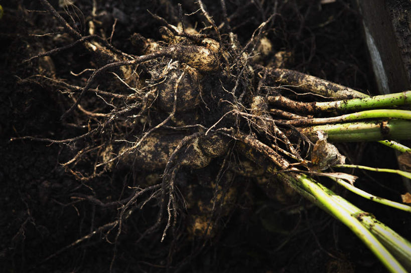 无人,横图,俯视,室外,特写,白天,蔬菜,许多,新鲜,泥土,土壤,食品,根,根部,食物,一个,黑色,有机食品,绿色食品,单个,彩图,高角度拍摄