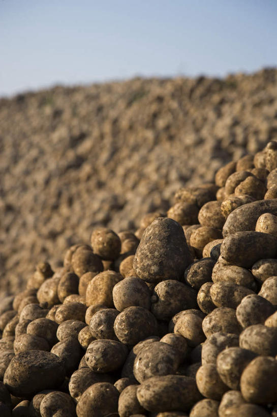 无人,竖图,俯视,室外,白天,土豆,一堆,许多,堆叠,堆积,泥土,蓝色,蓝天,天空,天,肮脏,晴朗,堆,万里无云,馍馍蛋,晴空,晴空万里,洋芋,山药蛋,马铃薯,彩图,高角度拍摄
