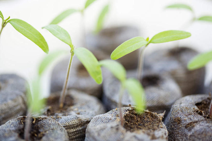 无人,横图,俯视,室外,特写,白天,植物,叶子,许多,网,泥土,土壤,绿叶,绿色,自然,嫩芽,树苗,嫩叶,生长,成长,生机,希望,捆绑,新苗,叶,叶片,彩图,高角度拍摄