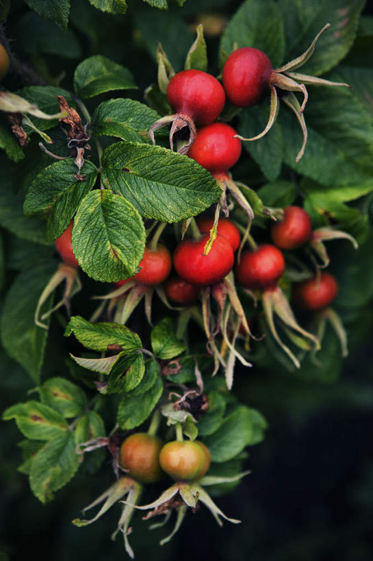 无人,竖图,俯视,室外,特写,白天,旅游,度假,花海,花圃,美景,植物,叶子,瑞典,欧洲,许多,朦胧,模糊,盛开,景观,花蕾,娱乐,花,花瓣,花朵,花卉,鲜花,红色,绿色,自然,花丛,花束,花田,花苞,花蕊,享受,休闲,景色,放松,斯堪的纳维亚,自然风光,北欧,斯堪的纳维亚半岛,瑞典王国,野玫瑰,犬蔷薇,狗蔷薇,彩图,高角度拍摄