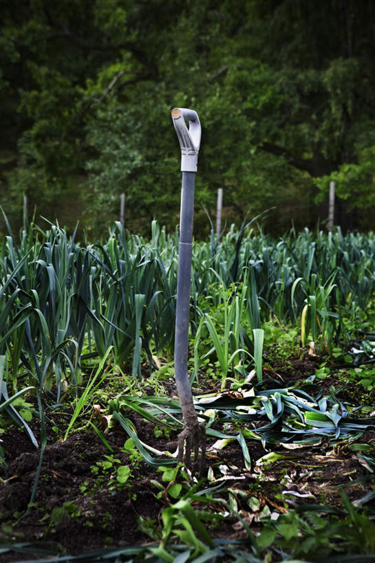 无人,农田,竖图,室外,白天,正面,庄稼,农作物,树林,植物,蔬菜,金属制品,一排,许多,新鲜,整齐,金属,食品,插,树,树木,食物,排列,一个,绿色,自然,有机食品,绿色食品,生长,单个,成长,耙子,插着,队列,韭葱,彩图,耕地,庄稼田