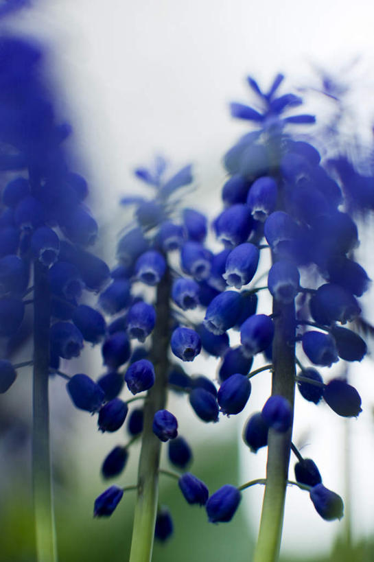 无人,竖图,俯视,室外,白天,爱情,美景,植物,叶子,瑞典,欧洲,许多,阴影,朦胧,模糊,盛开,光线,影子,景观,绿叶,花,花瓣,花朵,花卉,鲜花,蓝色,阳光,自然,花蕊,嫩叶,景色,悲伤,斯堪的纳维亚,忧郁,自然风光,北欧,斯堪的纳维亚半岛,蓝壶花,蓝瓶花,葡萄百合,葡萄风信子,葡萄麝香兰,葡萄水仙,妒忌,瑞典王国,叶,叶片,彩图,高角度拍摄