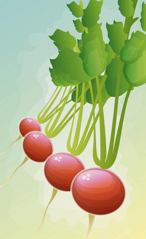 无人,竖图,插画,室内,特写,白天,正面,数码,科技,植物,萝卜,蔬菜,叶子,一排,阴影,新鲜,整齐,网络,纹理,根茎,食品,绿叶,高光,几何,计算机图形,合成,图画,画,食物,排列,红色,绿色,四个,嫩叶,有机食品,绿色食品,电脑合成图,数码合成图,合成图,队列,漫画,肌理,写实,具体,具象,大红萝卜,东北红萝卜,叶,叶片,叶脉,莱菔,红萝卜,彩图