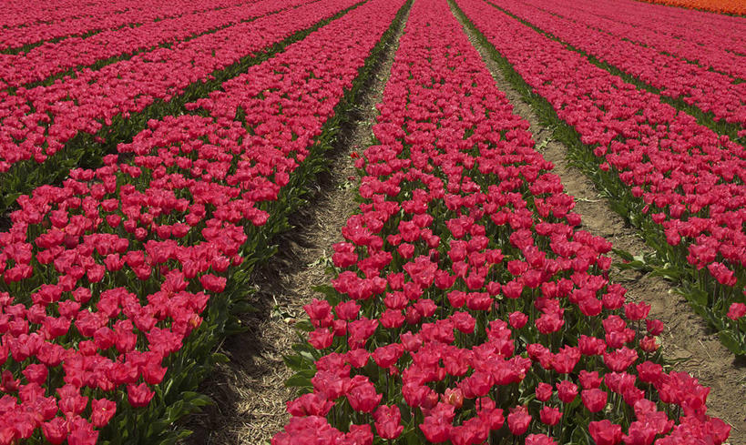 无人,横图,彩色,室外,白天,农业,美景,郁金香,欧洲,荷兰,地形,景观,陆地,田地,图像,花,花朵,红色,风景,自然,景色,季节,摄影,生长,五颜六色,色彩斑斓,自然风光,五彩缤纷,五彩斑斓,乘法,进化,五光十色,彩图,旅行