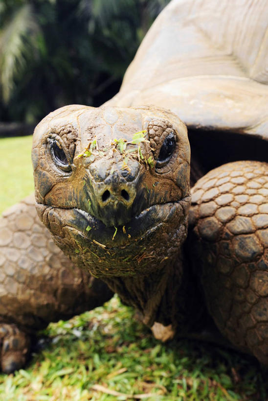 无人,竖图,室外,特写,白天,龟,野生动物,非洲,毛里求斯,爬行动物,草,自然,动物,健康,摄影,食草动物,生长,坚定,长寿,乌龟,彩图