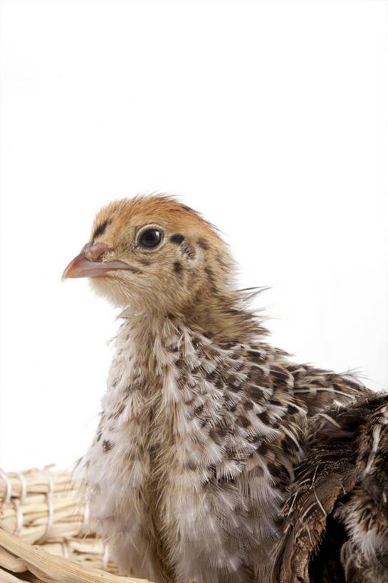 无人,蹲,竖图,留白,白色背景,侧面,安全,鸟类,灰色,动物,摄影,影棚,摄影棚,开端,彩图,影棚拍摄,拍摄