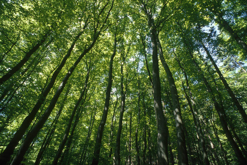 无人,横图,室外,白天,美景,森林,树林,景观,陆地,图像,树,绿色,风景,自然,景色,角度,摄影,生长,自然风光,乘法,进化,彩图,旅行