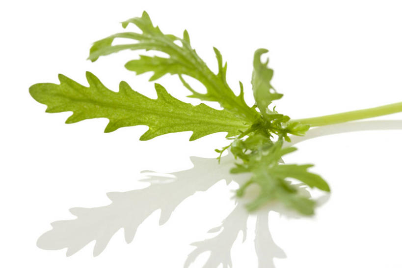 无人,横图,特写,留白,白色背景,农业,蔬菜,静物,叶子,准备,反射,食品,饮品,饮食,食物,饮料,绿色,摄影,有机食品,简单,可口,清新,健康食物,纯净,茼蒿,适口,彩图,影棚拍摄