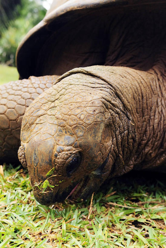 无人,吃,竖图,室外,特写,白天,龟,野生动物,非洲,毛里求斯,爬行动物,草,自然,动物,健康,摄影,食草动物,生长,坚定,长寿,乌龟,彩图