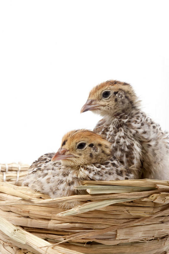 无人,蹲,竖图,留白,白色背景,侧面,安全,并排,鸟类,灰色,动物,两只,摄影,影棚,摄影棚,开端,彩图,影棚拍摄,拍摄