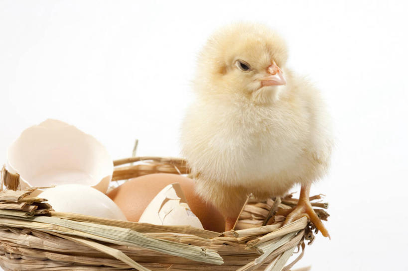 无人,横图,留白,白色背景,正面,探险,纯洁,安全,小的,鸟类,黄色,动物,可爱,童年,童趣,摄影,牲畜,影棚,生长,孵化,摄影棚,肖像,童真,烂漫,无邪,卵,开端,无忧无虑,天真,彩图,影棚拍摄,拍摄,小鸡