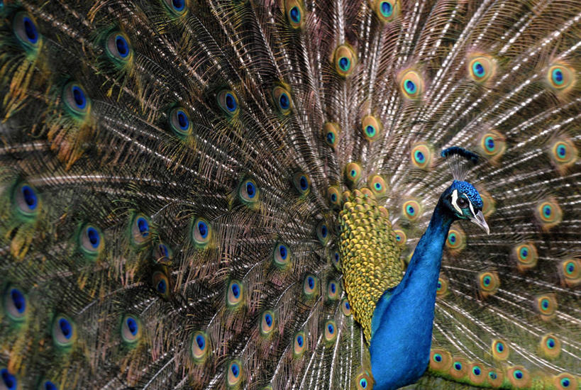 无人,横图,室外,侧面,骄傲,孔雀,羽毛,尾巴,图像,动物,车轮,个性,摄影,高雅,风格,交配,半身,彩图