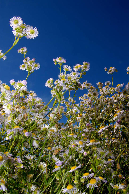 无人,竖图,室外,白天,仰视,旅游,度假,美景,景观,娱乐,花,花瓣,风景,天空,自然,春天,享受,休闲,景色,放松,摄影,生长,宁静,自然风光,甘菊花,彩图,低角度拍摄