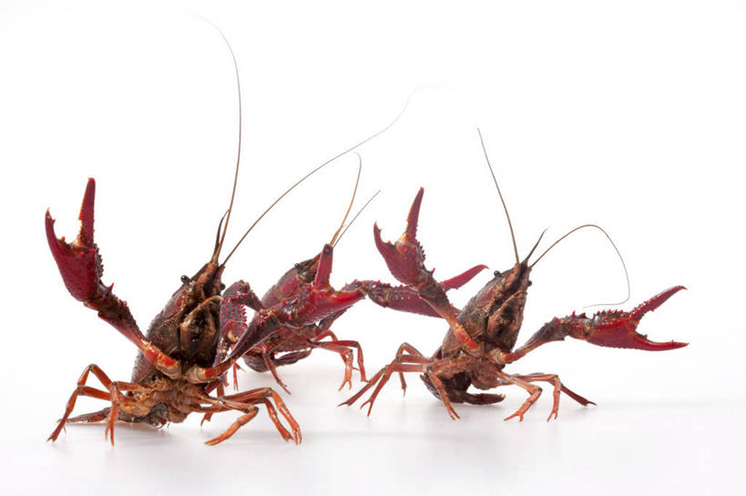 无人,横图,留白,白色背景,正面,三只,食品,挥手,红色,动物,摄影,影棚,摄影棚,健康食物,海产,彩图,影棚拍摄,拍摄