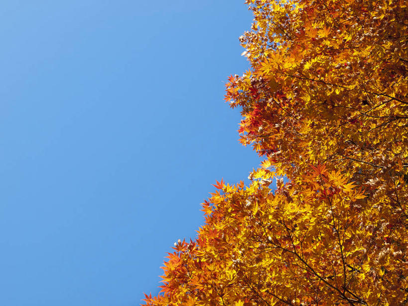 无人,横图,室外,白天,留白,枫树,叶子,日本,亚洲,枫叶,树,黄色,蓝色,风景,天空,自然,美女,摄影,东亚,本州,万里无云,枥木县,关东地方,本州岛,日本国,崎玉,崎玉县,秋天,彩图,日高市