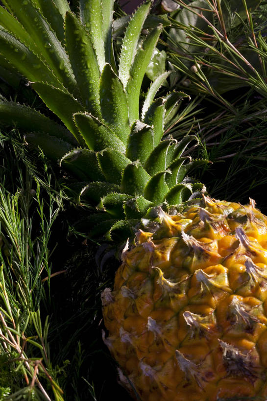 果汁,无人,竖图,室外,特写,白天,背景,菠萝,静物,水果,叶子,丰富,美味,食品,饮食,一个,热带水果,概念,摄影,有机食品,多样,单个,维生素,简单,健康食物,彩图