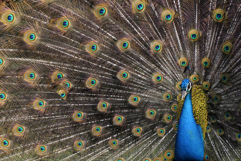 无人,横图,室外,正面,骄傲,孔雀,羽毛,尾巴,图像,动物,车轮,个性,摄影,高雅,风格,交配,半身,彩图