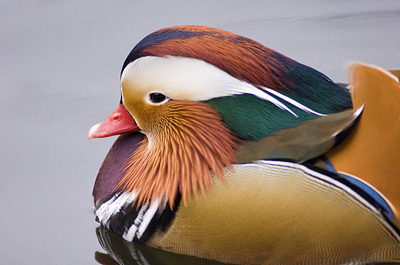 无人,横图,室外,白天,湖,野生动物,鸳鸯,波纹,鸭子,图像,动物,摄影,彩图