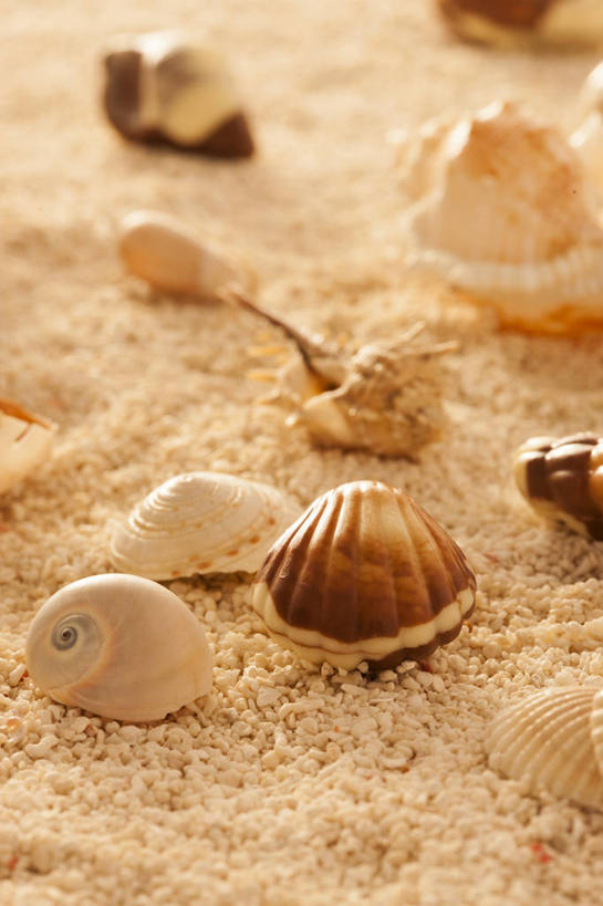 无人,竖图,室外,静物,贝壳,北京,中国,亚洲,许多,丰富,沙子,海螺,很多,巧克力,摄影,多样,东亚,海滩,彩图