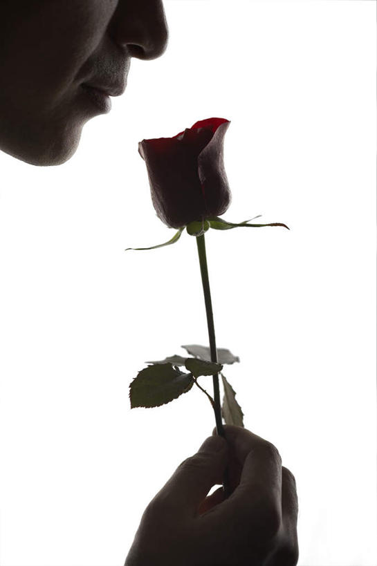 东方人,鼻子,一个人,竖图,特写,白色背景,侧面,情人节,浪漫,拿着,闻,花,红色,摄影,剪影,男人,男性,亚洲人,中国人,鼻,鼻孔,彩图,影棚拍摄,爱,感知