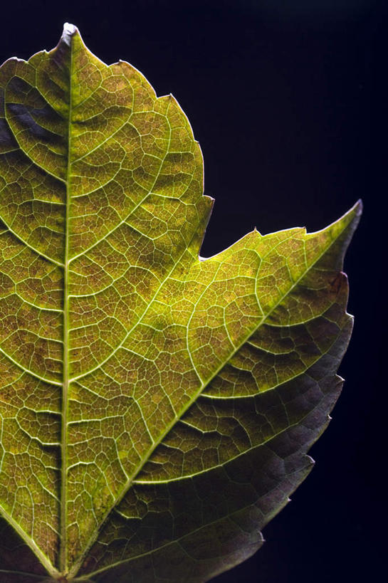 无人,竖图,特写,正面,植物,静物,叶子,串,一个,绿色,摄影,单个,部分,草本,叶脉,彩图