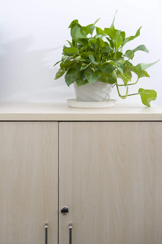 无人,办公室,竖图,正面,植物,叶子,装饰,现代,书桌,花,绿色,舒服,摄影,生活方式,彩图